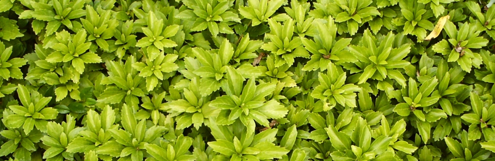 Pachysandra banner 02